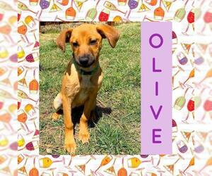 Black Mouth Cur Dogs for adoption in Littleton, CO, USA