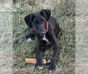 Greyhound-Unknown Mix Dogs for adoption in Des Moines, IA, USA