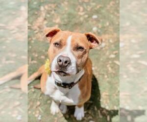 Bullboxer Pit Dogs for adoption in Peachtree City, GA, USA
