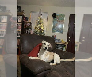 Shepradors Dogs for adoption in New Orleans, LA, USA