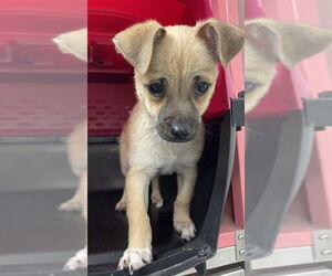Chug Dogs for adoption in Plano, TX, USA