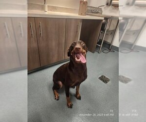 Doberman Pinscher-Labrador Retriever Mix Dogs for adoption in Baytown, TX, USA