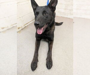 - Mix Dogs for adoption in San Bernardino, CA, USA