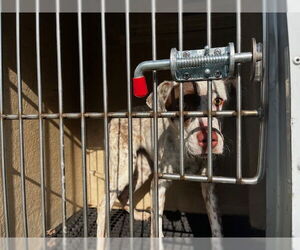 Pointer-Unknown Mix Dogs for adoption in Murfreesboro, TN, USA