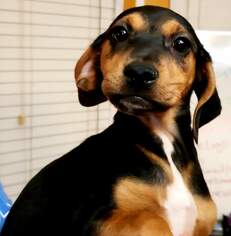 Bocker Dogs for adoption in Marrero, LA, USA