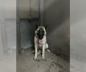 Gerberian Shepsky Dogs for adoption in San Bernardino, CA, USA