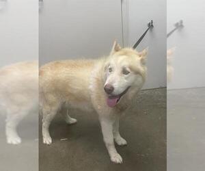 - Mix Dogs for adoption in Rosenberg, TX, USA