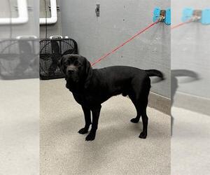Labrador Retriever-Unknown Mix Dogs for adoption in Las Vegas, NV, USA