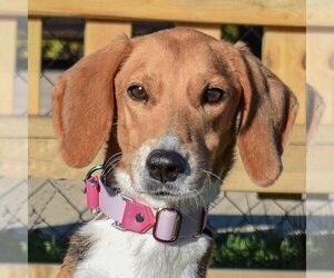 Beagle-Coonhound Mix Dogs for adoption in Huntley, IL, USA