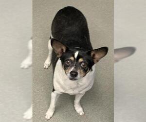 Rat Terrier Dogs for adoption in Pueblo, CO, USA