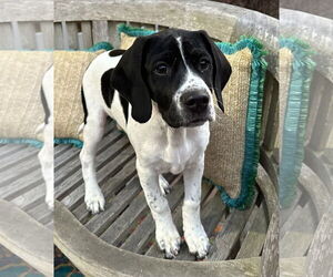 Basset Hound-Unknown Mix Dogs for adoption in Wakefield, RI, USA