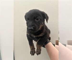 German Shepherd Dog-Unknown Mix Dogs for adoption in Fremont, CA, USA