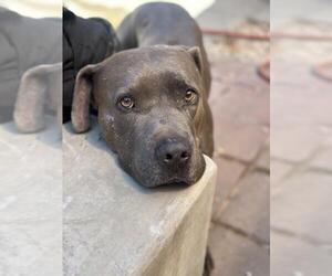 American Pit Bull Terrier Dogs for adoption in Santa Barbara, CA, USA