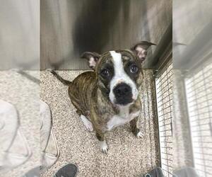 American Pit Bull Terrier Dogs for adoption in Martinsburg, WV, USA