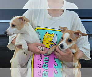 Chihuahua-Unknown Mix Dogs for adoption in Mukwonago, WI, USA