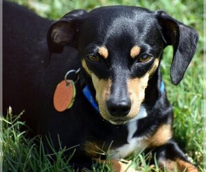 Doxie-Pin Dogs for adoption in Shelbyville, TN, USA