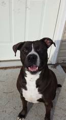 Bullboxer Pit Dogs for adoption in Lake Ann, MI, USA