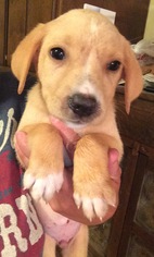 Labrador Retriever Dogs for adoption in Alexander, AR, USA