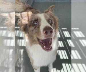 Border Collie-Unknown Mix Dogs for adoption in Riverside, CA, USA