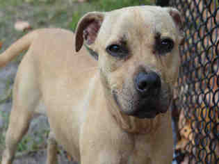 Small American Staffordshire Terrier-Black Mouth Cur Mix