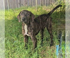 Mutt Dogs for adoption in Boston, MA, USA