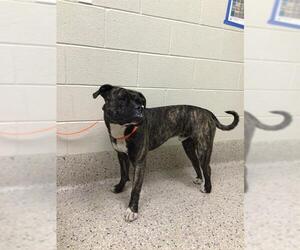 American Bulldog-Staffordshire Bull Terrier Mix Dogs for adoption in Brighton, CO, USA