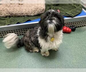 Shih Tzu Dogs for adoption in Plano, TX, USA