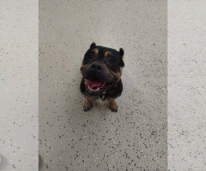 Mutt Dogs for adoption in York, SC, USA