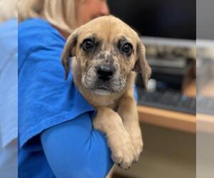 Catahoula Leopard Dog-Unknown Mix Dogs for adoption in Texas City, TX, USA