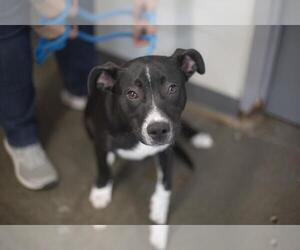 American Pit Bull Terrier-Labrador Retriever Mix Dogs for adoption in Mountain Home, AR, USA
