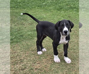 Great Dane Dogs for adoption in PIPE CREEK, TX, USA