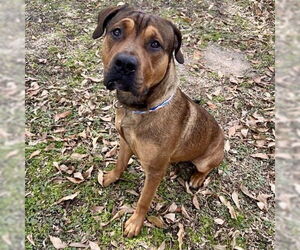 Mastiff Dogs for adoption in Irvine, CA, USA