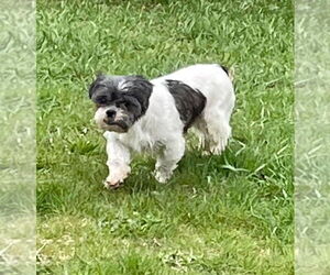 Shih Tzu Dogs for adoption in Brights Grove, Ontario, Canada