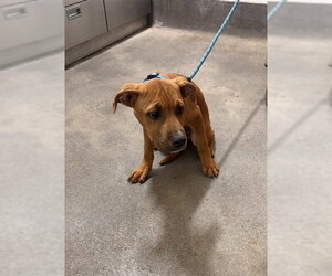 Mutt Dogs for adoption in Forestville, MD, USA
