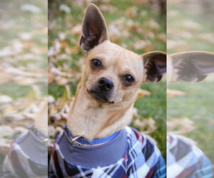 Chihuahua-Unknown Mix Dogs for adoption in Sandy, UT, USA