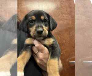 Beagle-Unknown Mix Dogs for adoption in Holly Springs, NC, USA