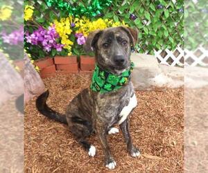 Mutt Dogs for adoption in Oklahoma City, OK, USA