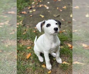 Borador Dogs for adoption in Brewster, NY, USA