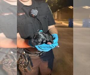 Huskies -Unknown Mix Dogs for adoption in San Antonio, TX, USA