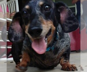 Dachshund Dogs for adoption in YARDLEY, PA, USA