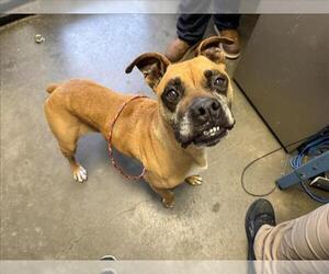 Boxer Dogs for adoption in Tulsa, OK, USA