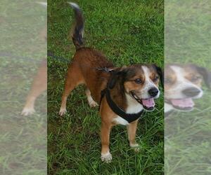 Beagle-Unknown Mix Dogs for adoption in Lovingston, VA, USA