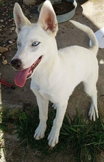 Siberian Husky Dogs for adoption in House Springs, MO, USA