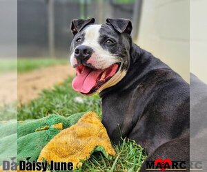 American Pit Bull Terrier-Unknown Mix Dogs for adoption in Maryville, TN, USA