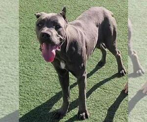 Mutt Dogs for adoption in Rockwall, TX, USA