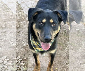 Australian Kelpie-Unknown Mix Dogs for adoption in Phoenix, AZ, USA