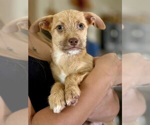 Mutt Dogs for adoption in Mesa, AZ, USA