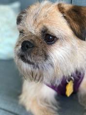 Brussels Griffon Dogs for adoption in La Verne , CA, USA