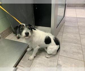 Mutt Dogs for adoption in Grand Prairie, TX, USA