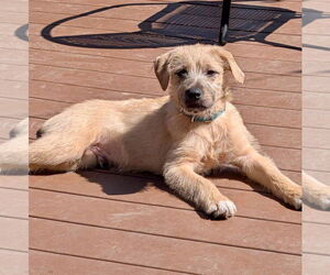 Border Terrier-Labrador Retriever Mix Dogs for adoption in GILBERTS, IL, USA